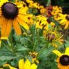womanbesun